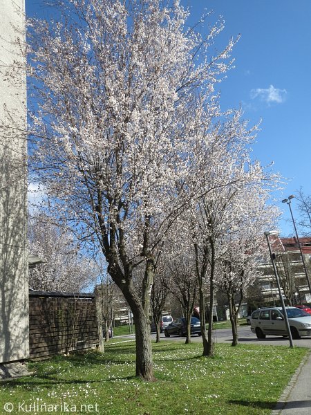 FUŽINSKI UTRINKI - 2015