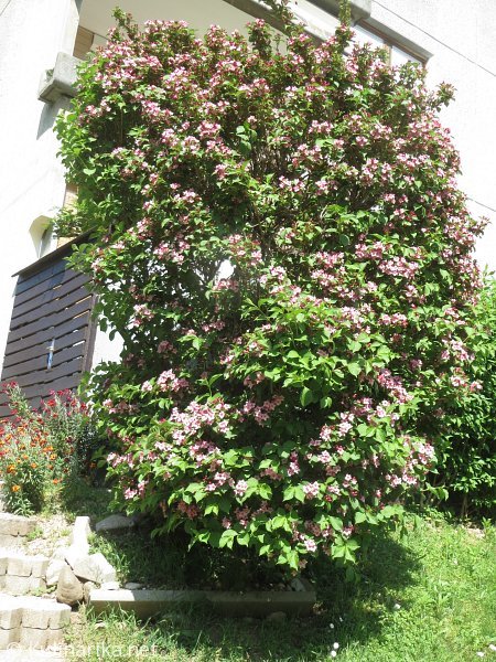 FUŽINSKI UTRINKI - 2015