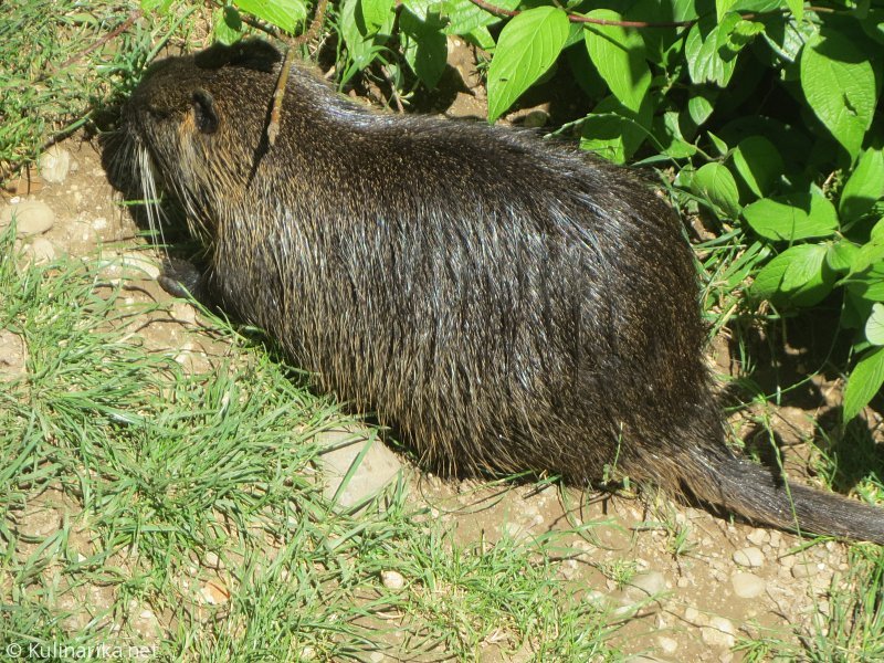 Fužinski utrinki - 2016