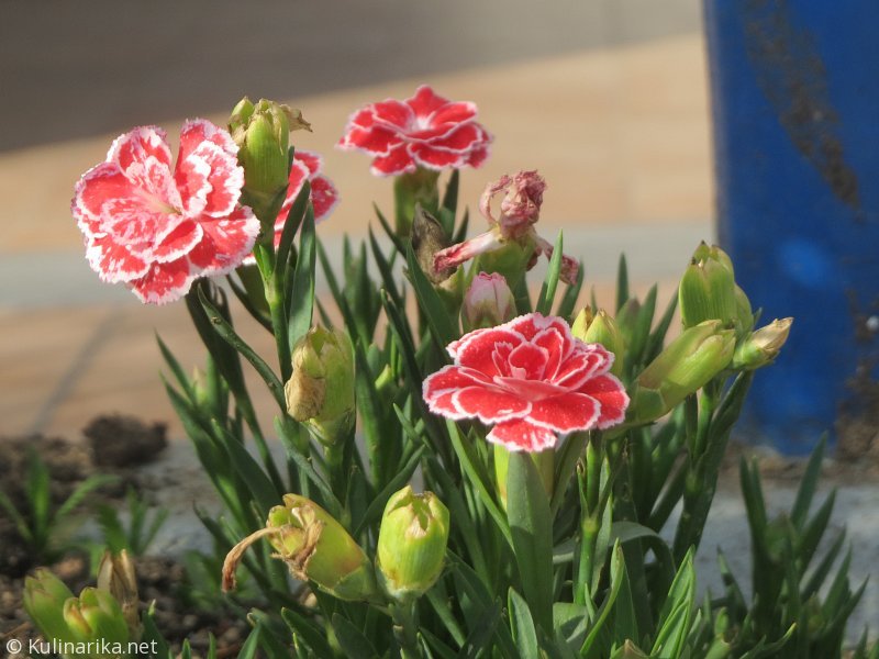 Fužinski utrinki - 2016