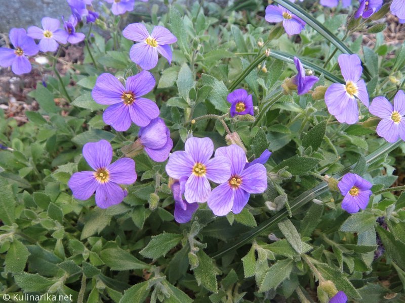 FUŽINSKI UTRINKI - 2015