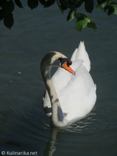 Fužinski utrinki - 2016