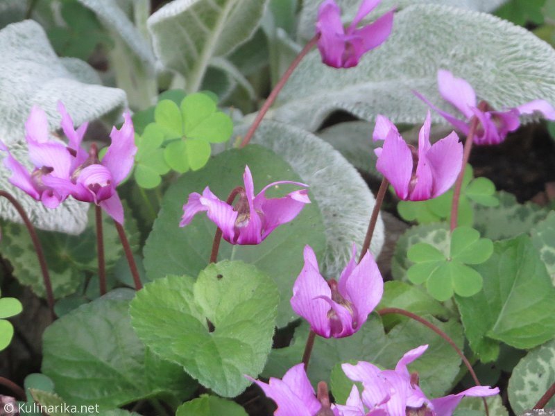 FUŽINSKI UTRINKI - 2015