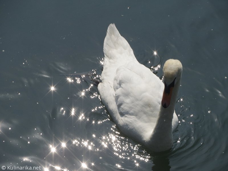 FUŽINSKI UTRINKI - 2015