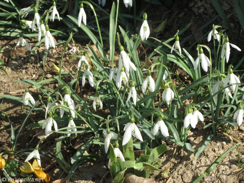 FUŽINSKI UTRINKI - 2015