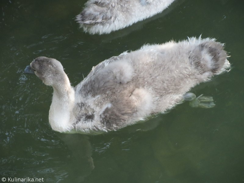 FUŽINSKI UTRINKI - 2015