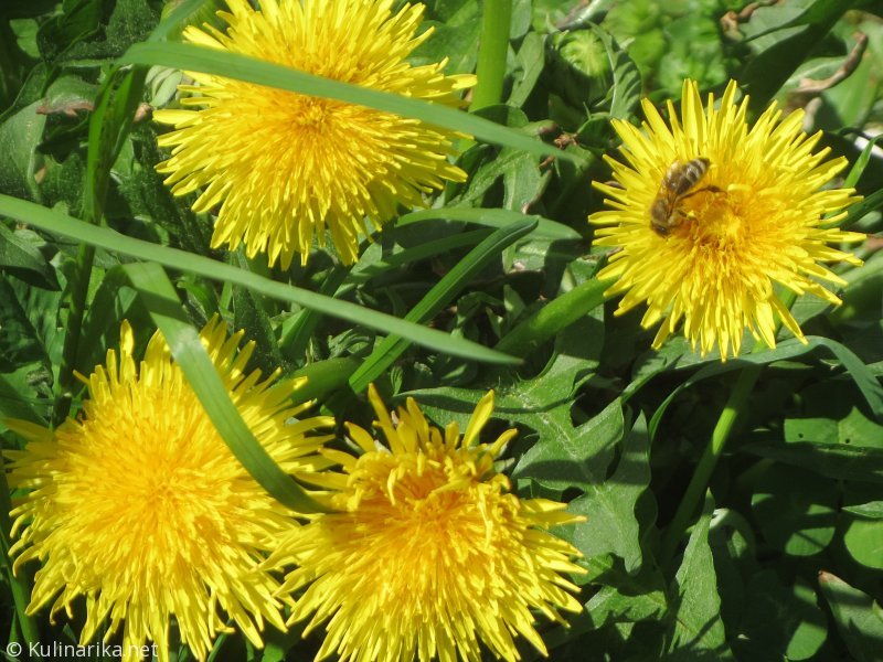 Fužinski utrinki - 2016