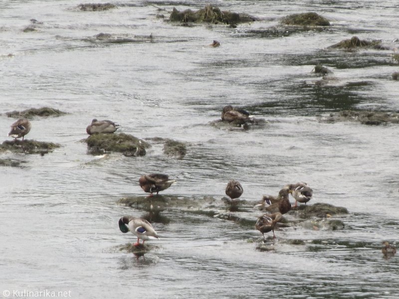 FUŽINSKI UTRINKI - 2015