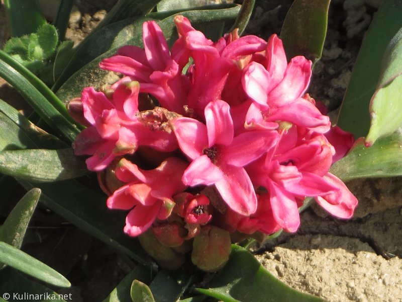 FUŽINSKI UTRINKI - 2015