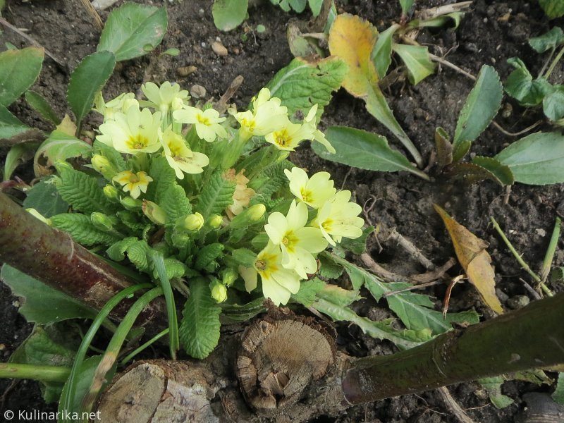 Fužinski utrinki - 2016