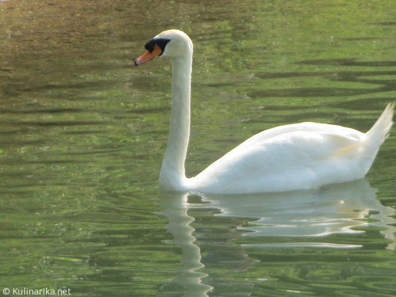 FUŽINSKI UTRINKI - 2015
