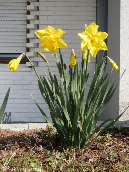 FUŽINSKI UTRINKI - 2015