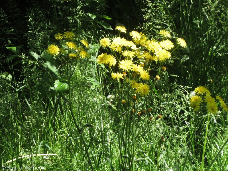 FUŽINSKI UTRINKI - 2015