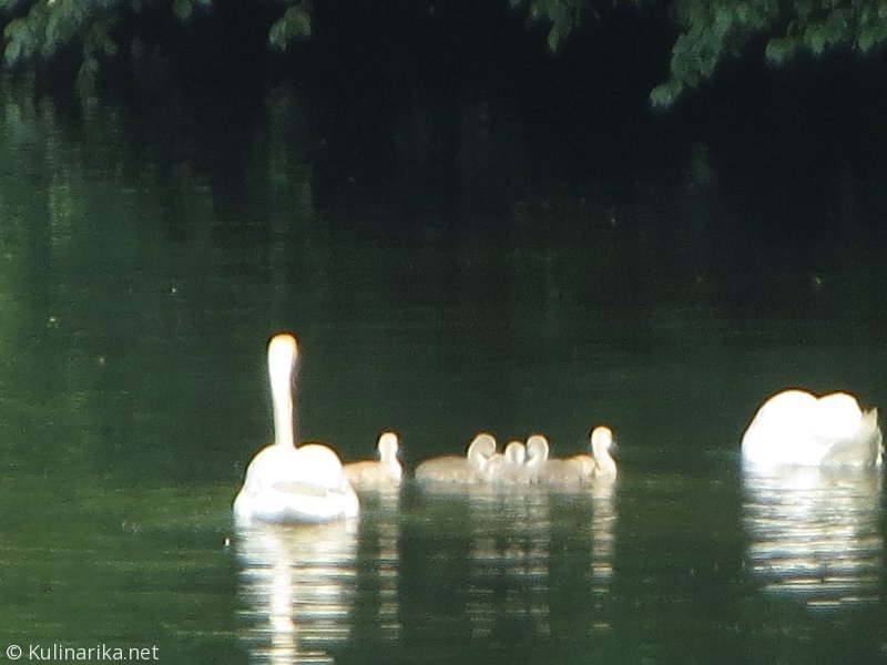 FUŽINSKI UTRINKI - 2015