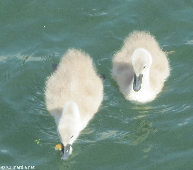 FUŽINSKI UTRINKI - 2015