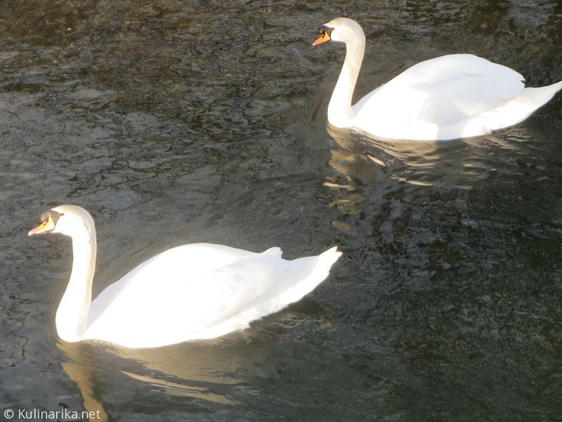 FUŽINSKI UTRINKI - 2015