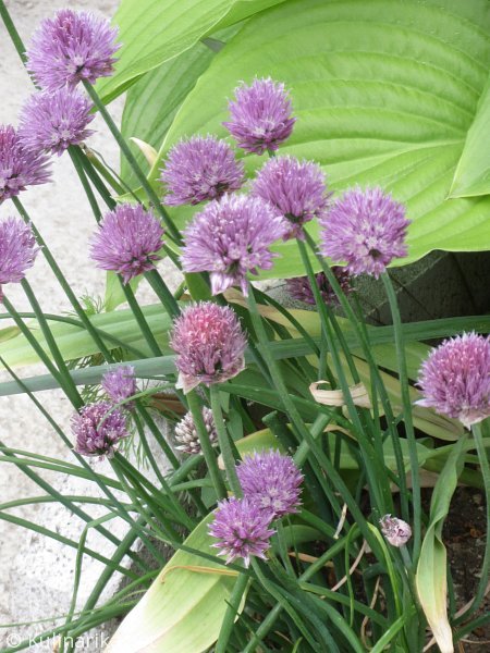 FUŽINSKI UTRINKI - 2015