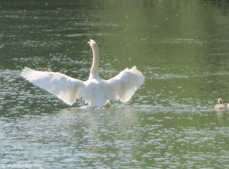 FUŽINSKI UTRINKI - 2015