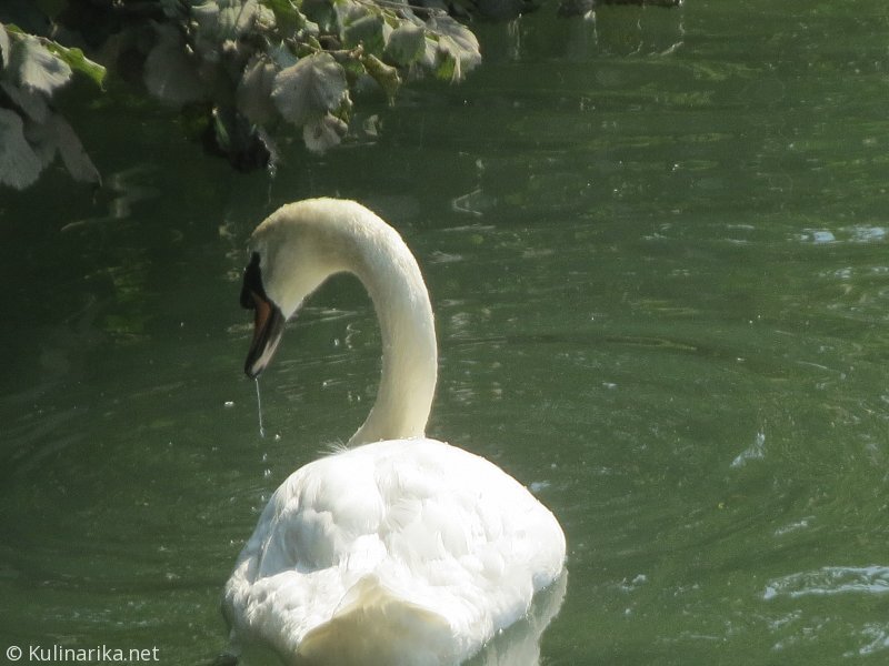 FUŽINSKI UTRINKI - 2015