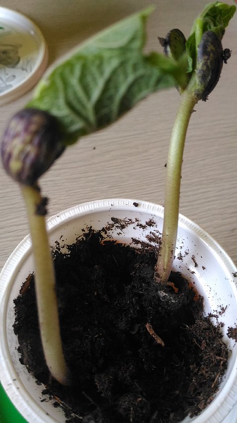 Počasi bo treba okrasit balkon..