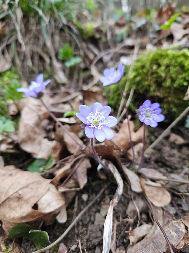 Na deževen dan malo pomladnega cvetja