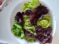 Ta šopek bo danes solata