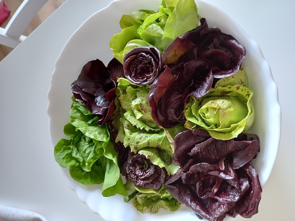 Ta šopek bo danes solata