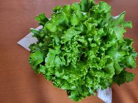 Krasna solata iz rastlinjaka.