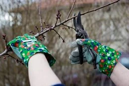 Nasvet pri Obrezovanju Višnje