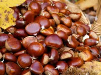 Kostanj je jesensko super živilo, ki bi ga morali večkrat uživati