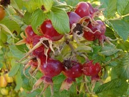 Utrinki iz Uppsale in Stockholma