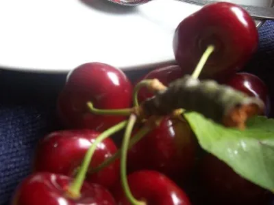 Češnjeva marmelada