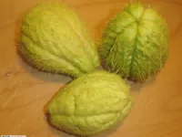 Fotografija recepta: Čajote v smetanovi omaki