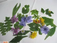 Fotografija recepta: Pozno junijska divja solata