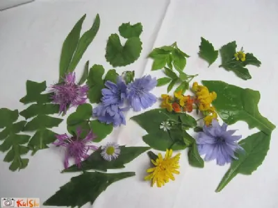 Pozno junijska divja solata