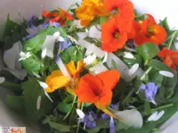 Fotografija recepta: Prva jesenska divja solatka