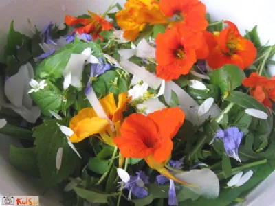 Prva jesenska divja solatka