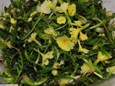 Regratova solata s trobenticami