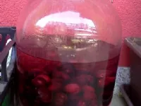 Fotografija recepta: Češnjev liker