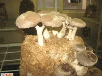 Fotografija recepta: Česnova juha z gobami šitake