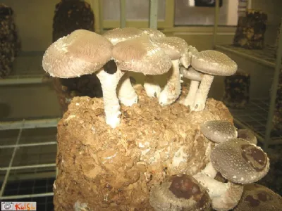 Česnova juha z gobami šitake