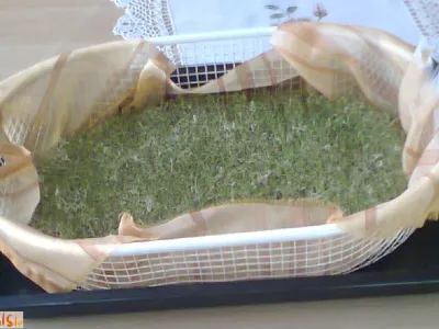 Deteljni kalčki  - lucerna 