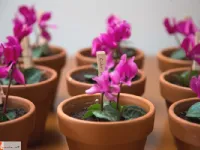 Fotografija recepta: Rožica presenečenja