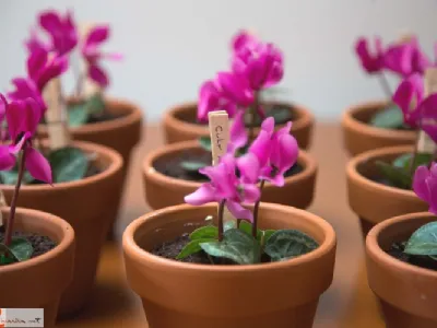 Rožica presenečenja