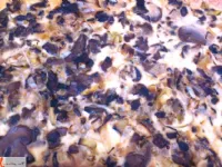 Fotografija recepta: Gobova pita