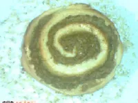 Fotografija recepta: Orehove vrtnice