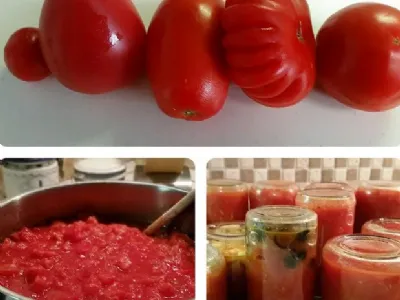 Paradižnikova mezga