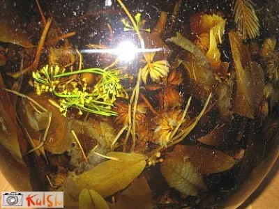 Jagermaister tete Pehte