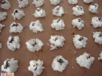 Fotografija recepta: Kokosovi poljubčki