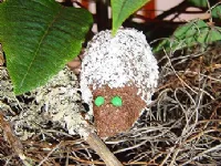 Fotografija recepta: Ježki